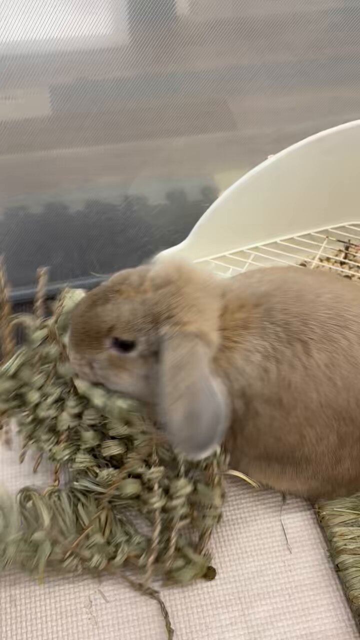 うさぎのしっぽ　うさぎのフード うさぎのしっぽ うさぎのフード