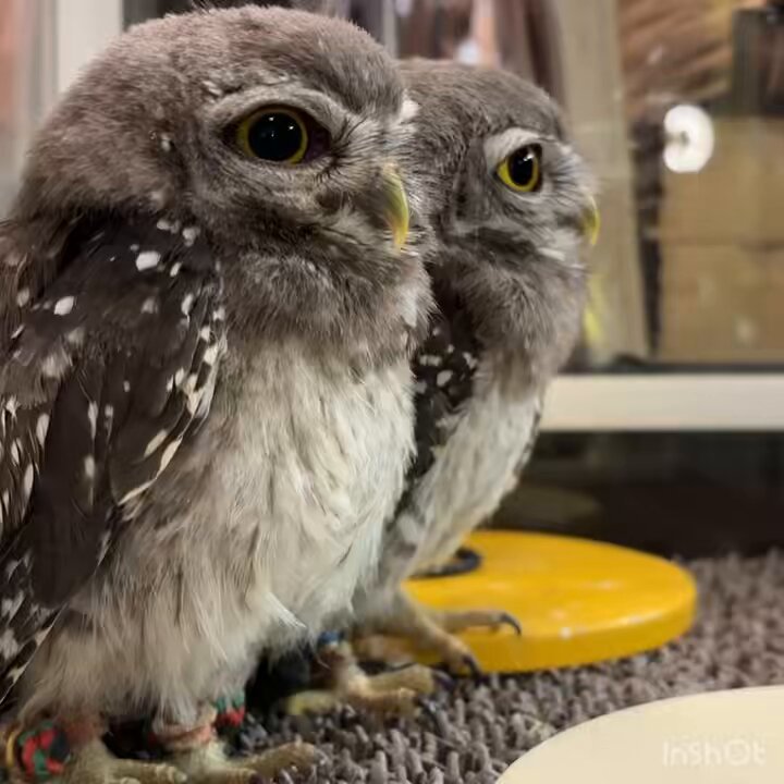 まりん♡❀大人気の福福梟❀首が回る回る回る New❣️新作✌ハッピー⭐️福が来る❄神様カラー⚡黄色
