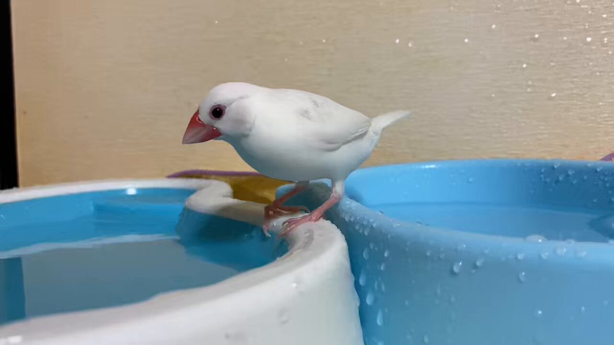 友と文鳥ｽﾞ°ʚ(•ө•)ɞ° (@97k31) / X