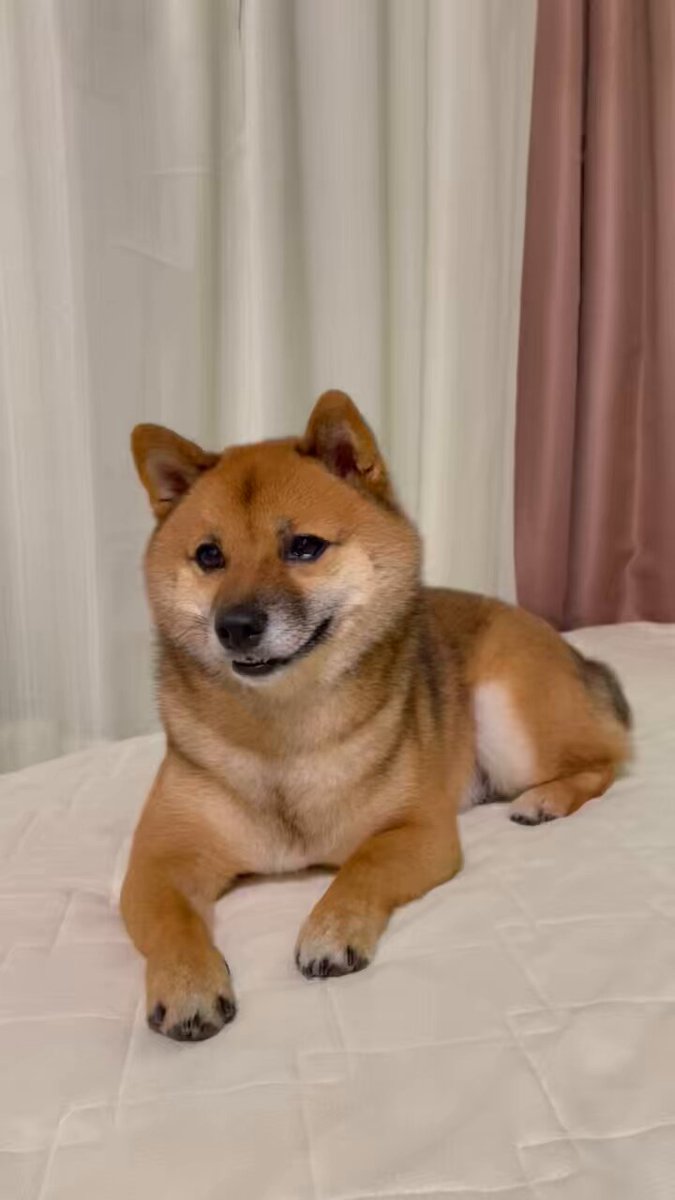 豆柴です☆ mqdefault.jpg