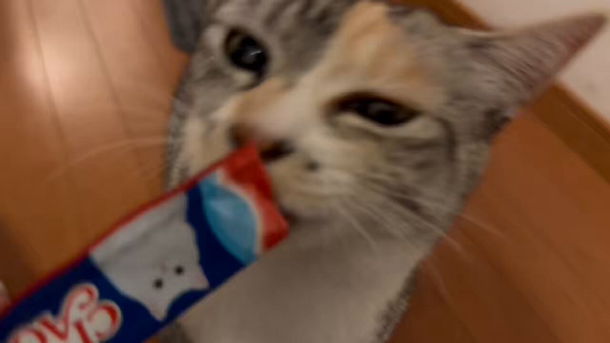 食べちゃう　(三毛猫) mqdefault.jpg
