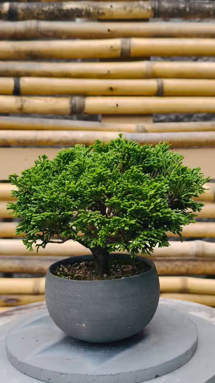 まな　天然檜　特大 まな様専用 天然檜 特大 （ベロバ海岸 撮影行【天の川】 : 撮り