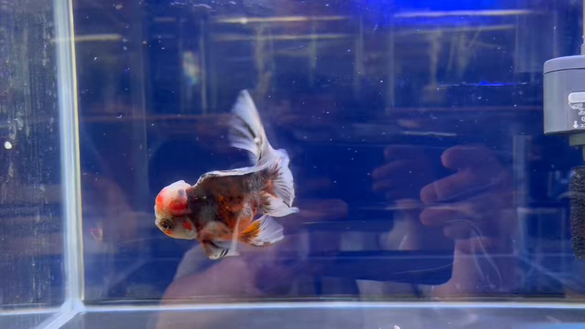 金魚の倉庫 on X: 