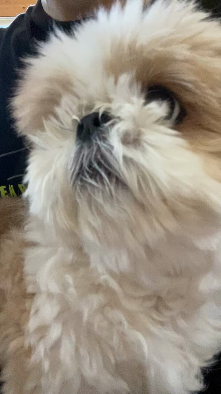 名犬おすし号＆名父さん on X: 