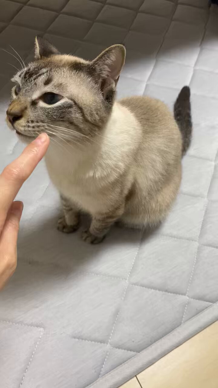 にゃんずページ CYBER・あしのうらタッチペン ねこにゃん（New 3DS用