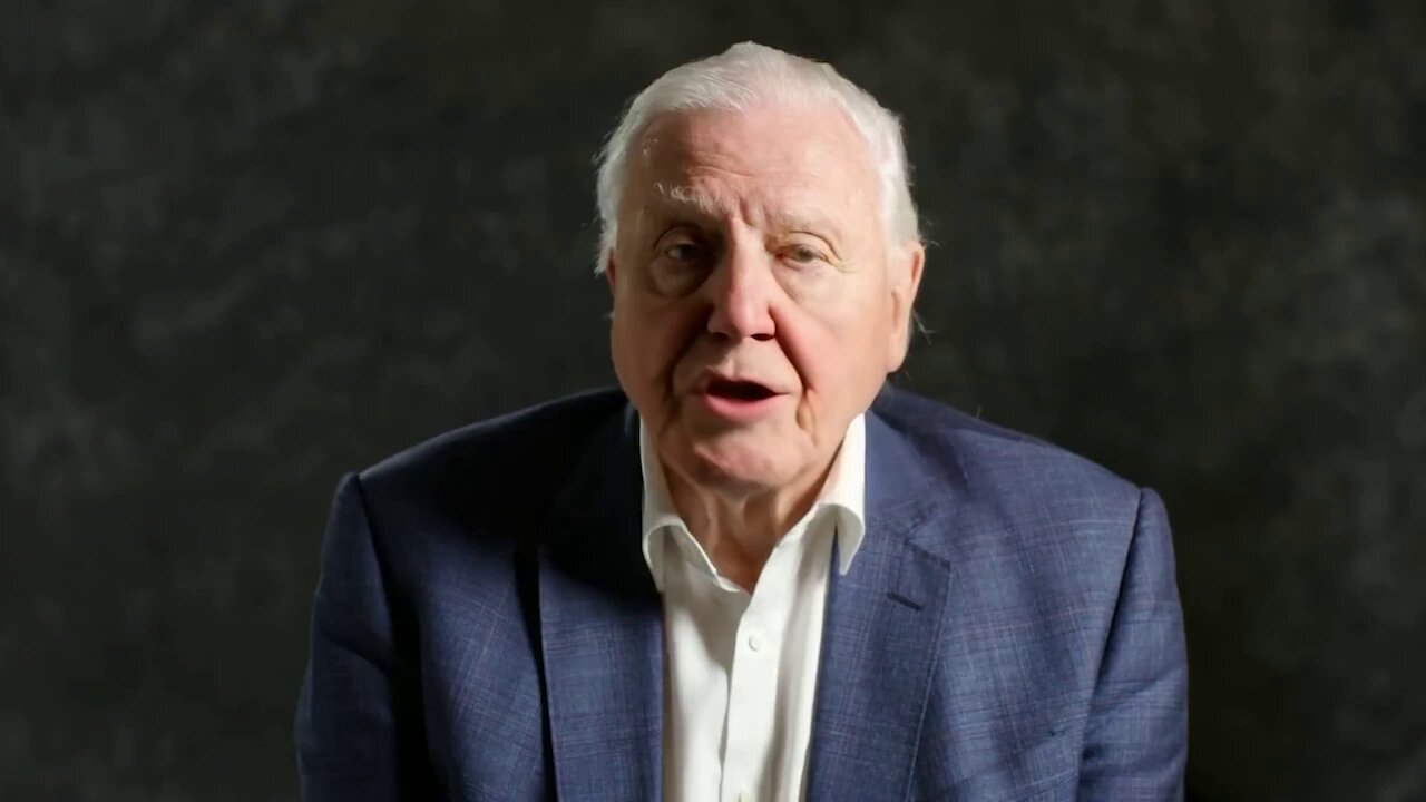 Elderly Man Portrait
