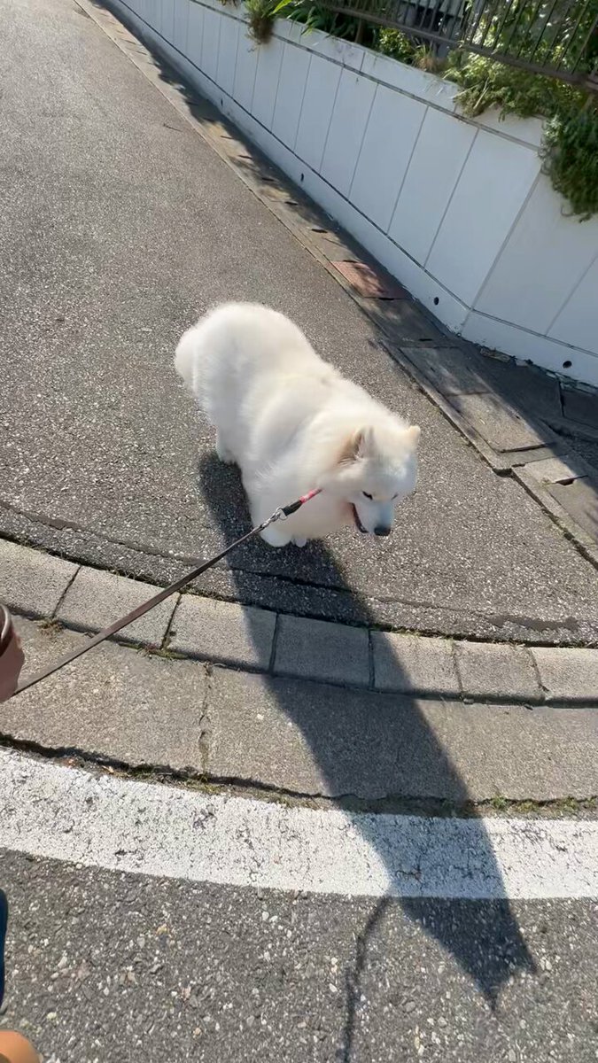 サモエドのサニー (@samoyedsunny) / X