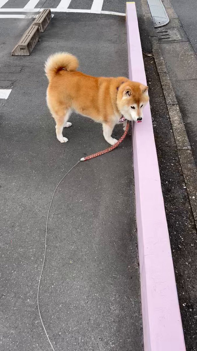 柴犬ハナ (@87shiba87) / X