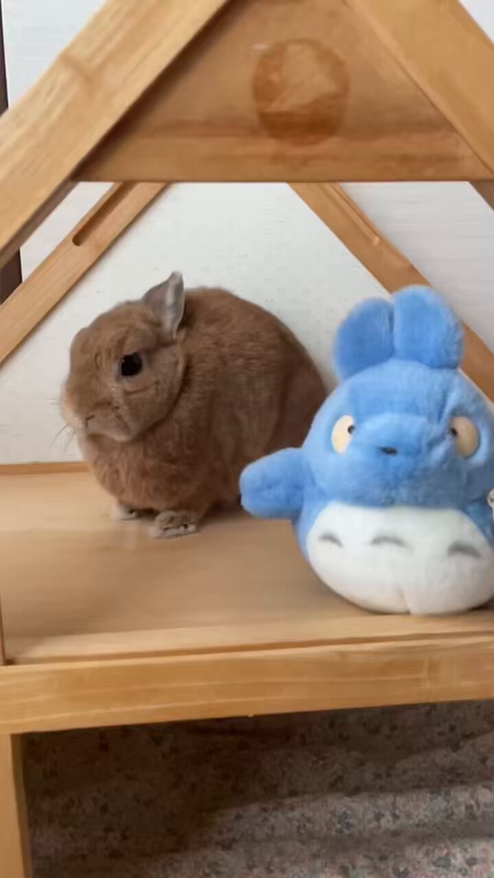 BUNNY - Search / X