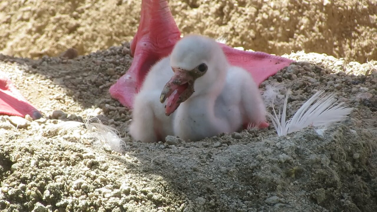 ☆フラミンゴさま専用です☆ SCHOREM MASTER PINK FLAMINGO Ⅱ BLENDING THINNING | ミズタニ