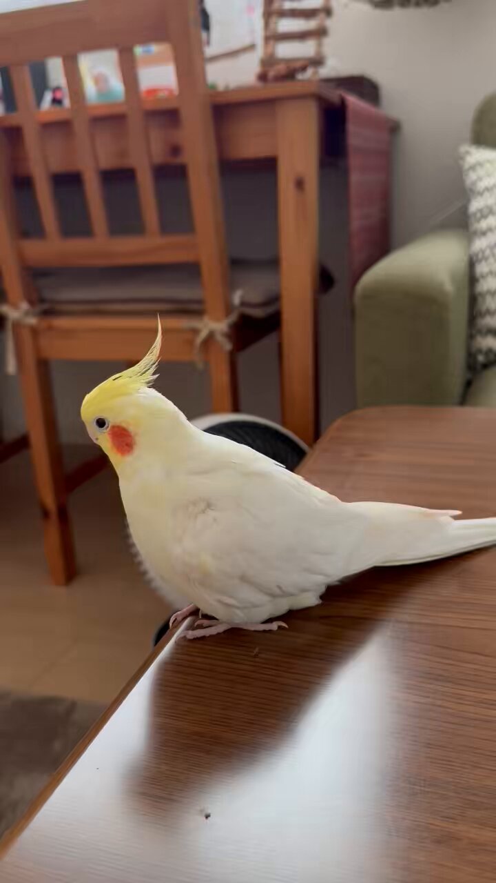 okameinko❣️まるちゃん5点-400 mitsuくうまる🐤🐦🦫 on X: 