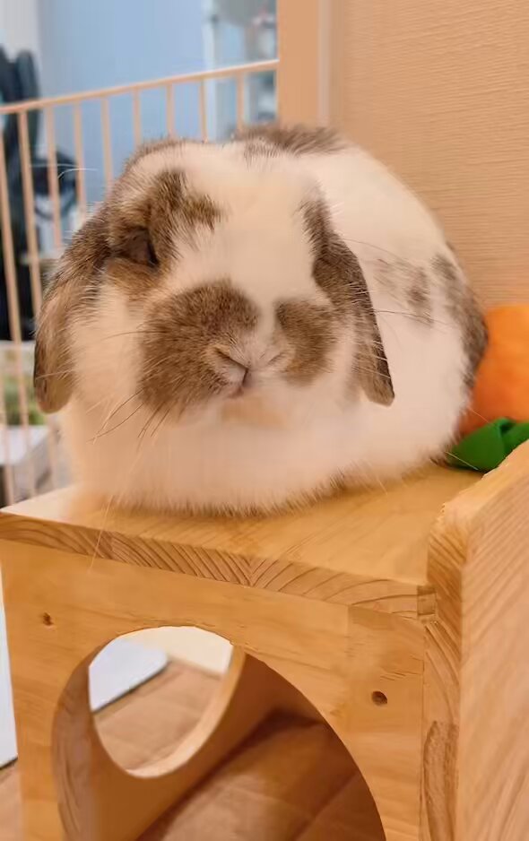 うさぎのうさじ on X: 