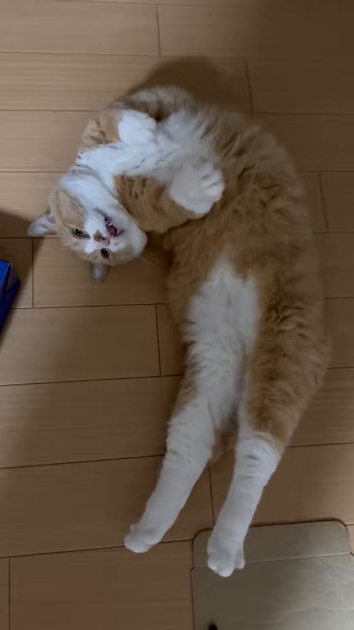 さにたすさんてちくわ丸の人 on X: 