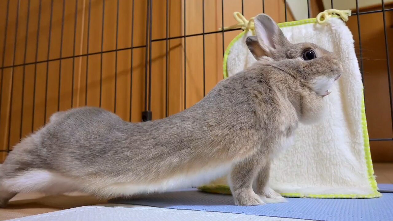 うさぎのカムバ hondastore_mochiusa-l-tatiwh