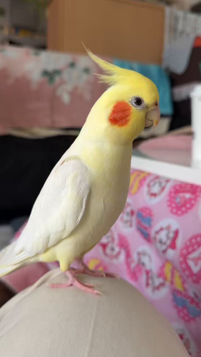 オカメインコ🐣マルちゃん (@kirakira_nurse) / X