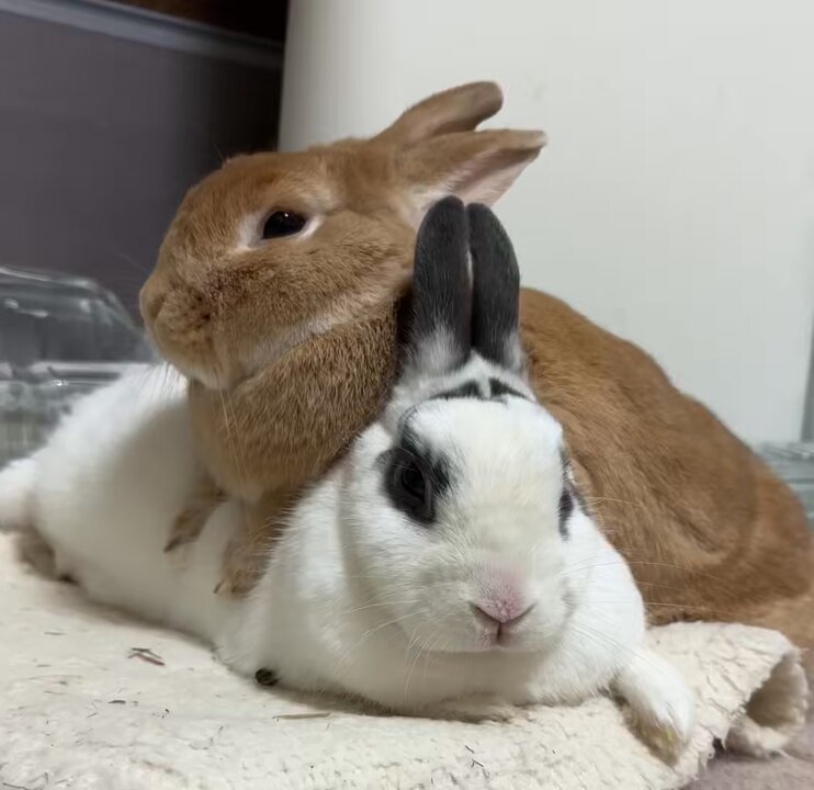 うさぎさんまとめ売り お値引きしました♡ しろっぷ。 on X: 