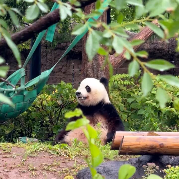 panda_xiang_xiang on X: 