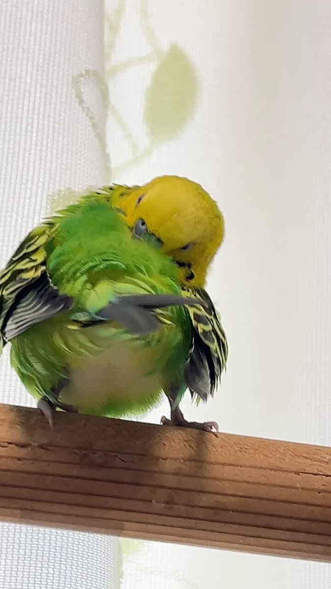 hiro　　アネモネ、信長、インコ Parakeet is overjoyed to see his friend again after such a