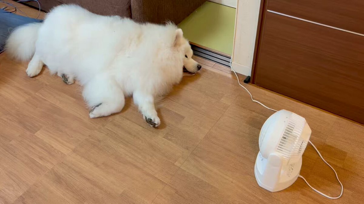 サモエドのサニー (@samoyedsunny) / X