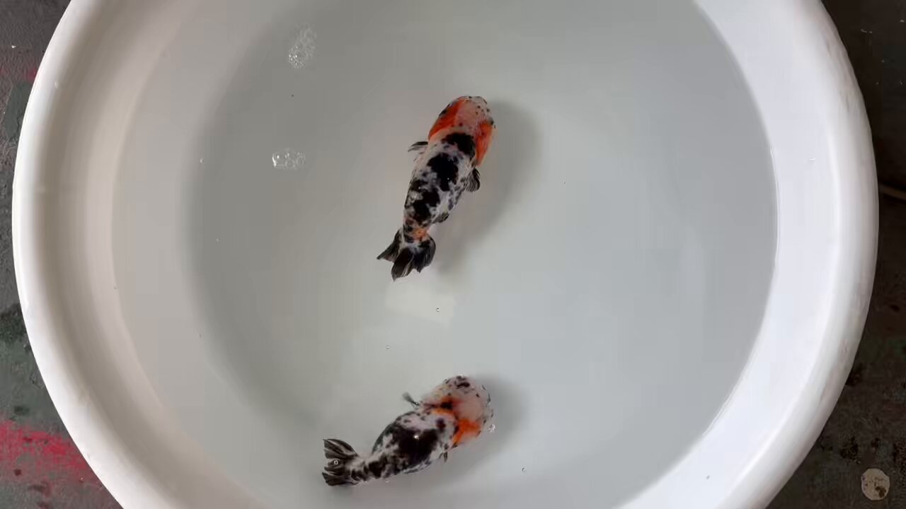金魚の倉庫 on X: 