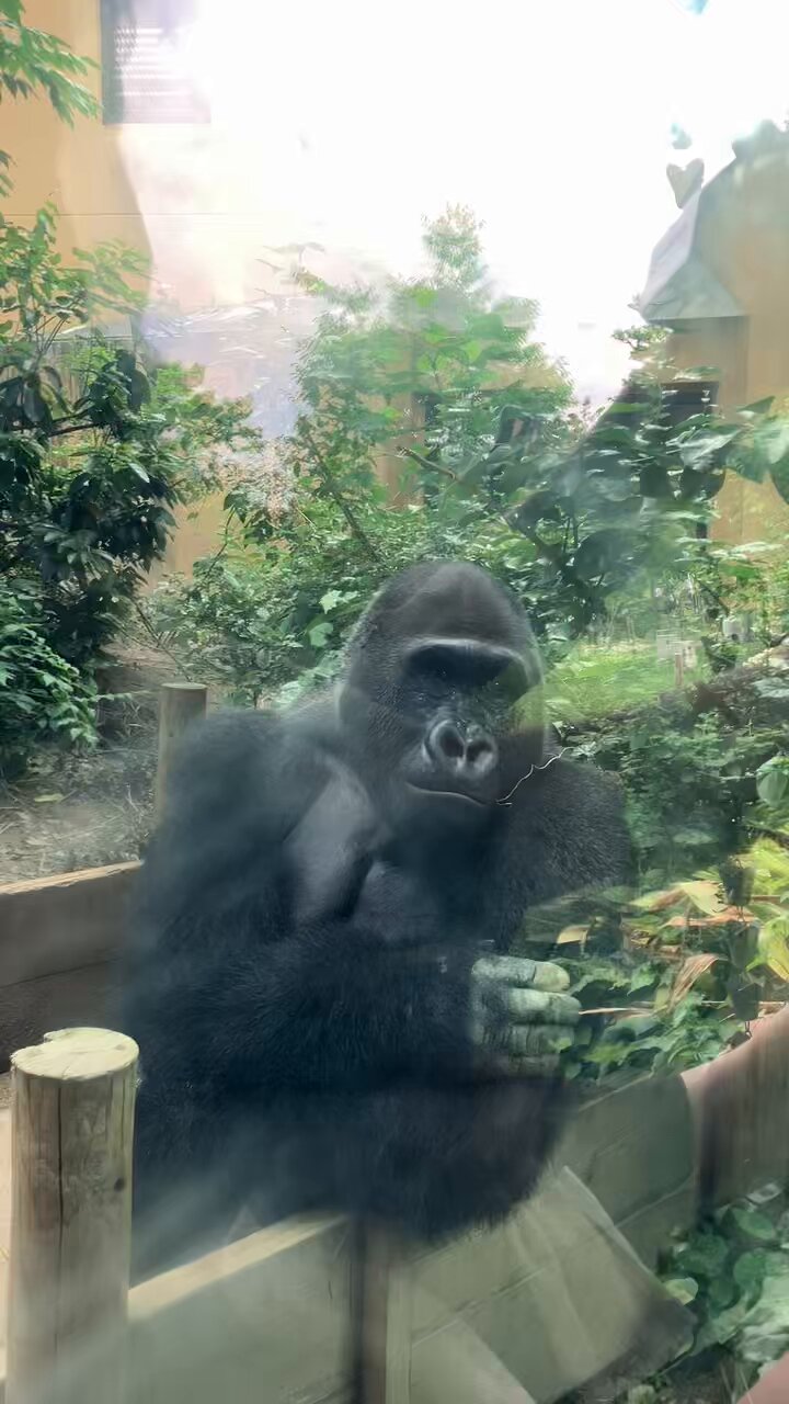 ゴリラ・ゴリラ・ゴリラ モンキーゴリラ
