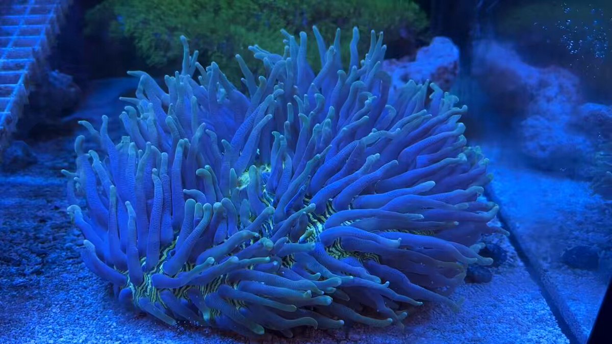 CYAQUARIUM (@tokyo_cy) / Posts / X