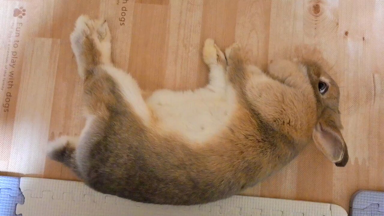 こはるパパ on X: 