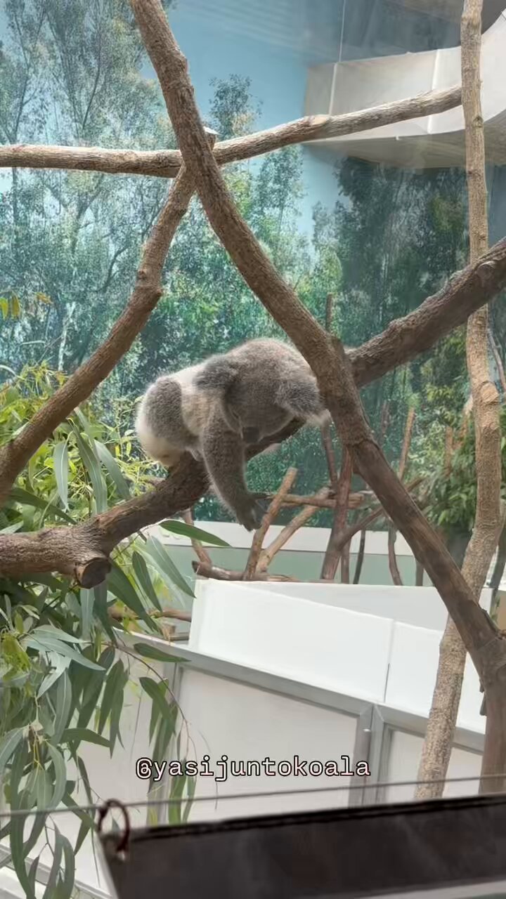 すみれいれいコアラ yasijun🐨🐨🐨コアラーイラストレーター on X: 