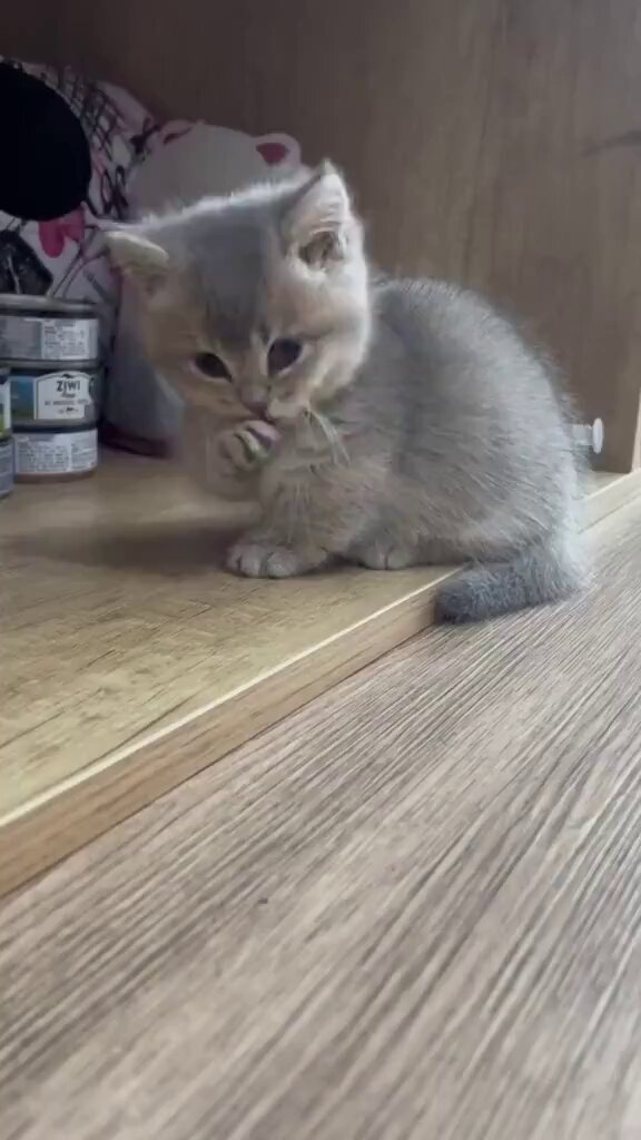 こねこ 招き猫 5.5寸 / 小田人形 – 京都の伝統工芸品の通販サイトは