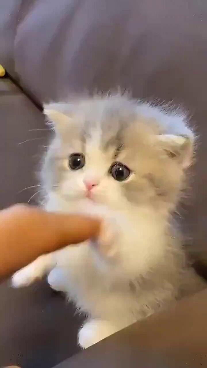 ゆこの⭐︎アルファベットネコ 𝔻𝕚𝕔𝕖✯𝕂🐾 on X: 