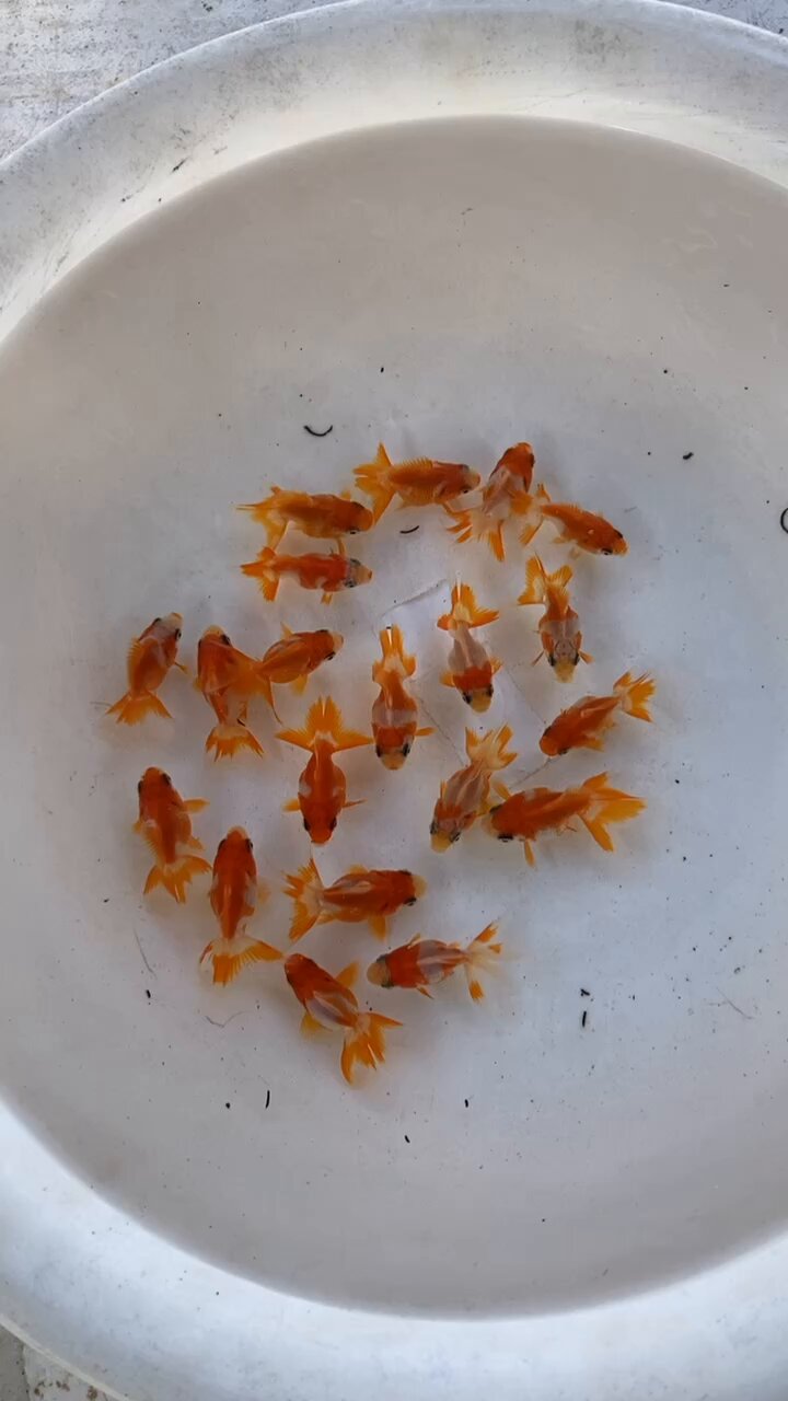 金魚 - Search / X
