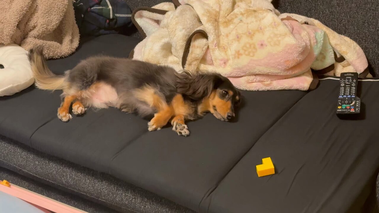 こうちゃんページ こうちゃん家】ダックス、ダックス、ときどきゴールデン