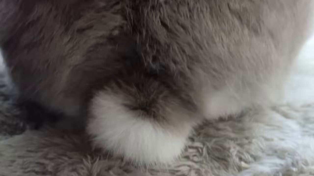 ▽▲うさっこページ▽▲ うさぎのコッペちゃんねる - YouTube