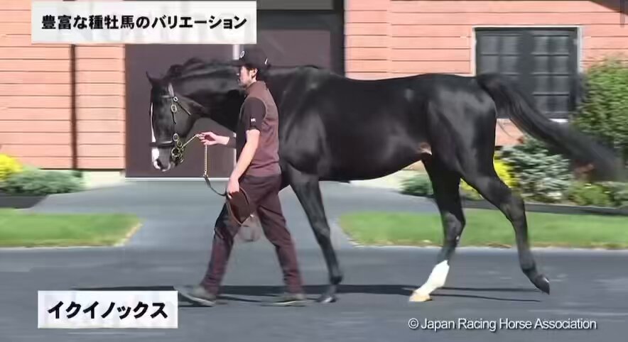 イクイノックス　鬣　たてがみ 2025年最新】イクイノックス たてがみの人気アイテム - メルカリ