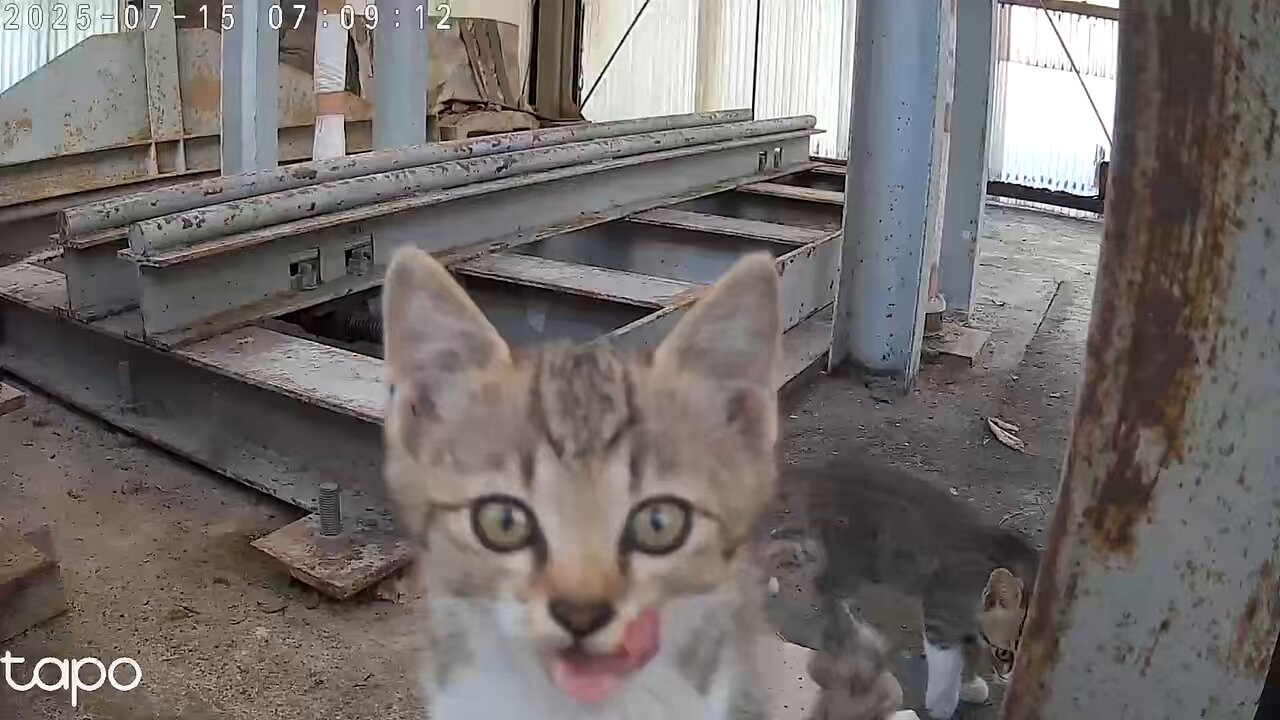 逃げるねこ ENG) After My Second Sleep, I Found My Cat Hiding Under the