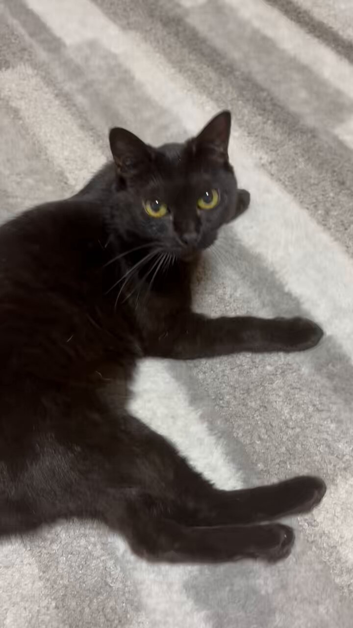 黒猫様♡ありがとうございます♡ 黒猫アルル on X: 