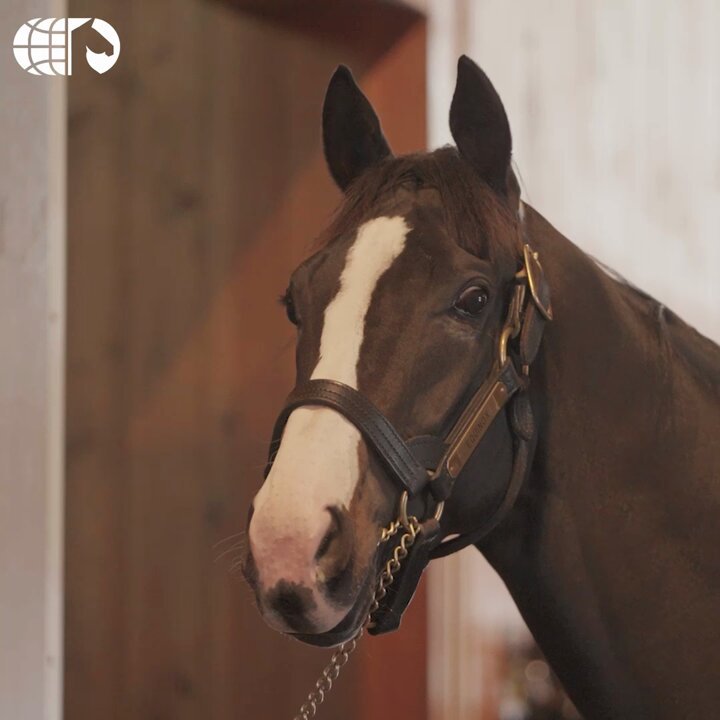 Idol Horse on X: 