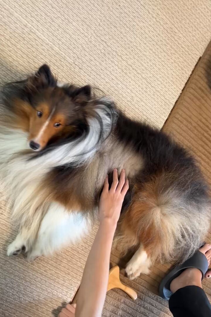 SIGNEDOG on X: 