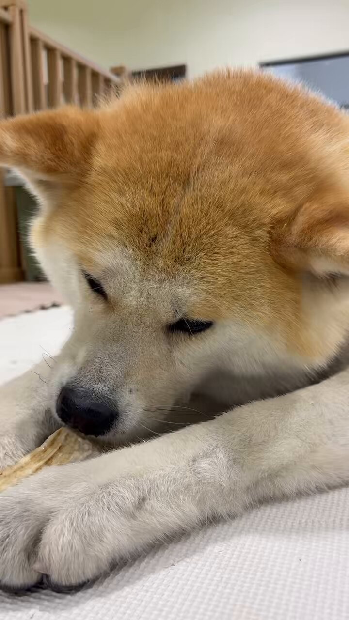 太陽と犬 DENKO HOME 子犬 犬 ビーグル ソーラー ライト ガーデンライト