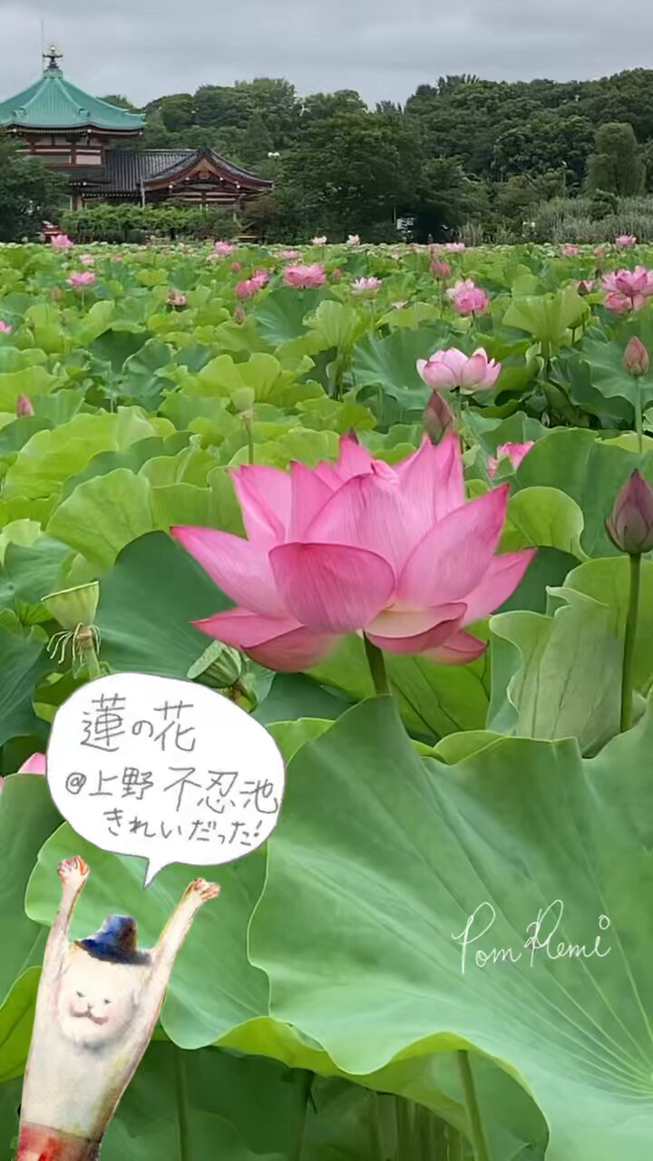 水彩画 　上野公園　　不忍池　　蓮 水彩画 上野公園 不忍池 蓮 （水彩画 上野公園不忍池蓮）