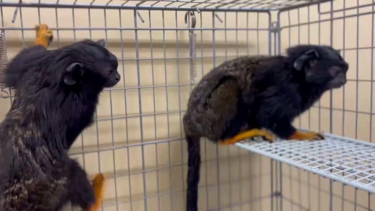 珍しい動物、展示&販売 Rarezoo(レアズー)OWL☆WAN (アウルワン