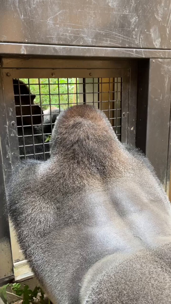 ゴリラページ 2019/9)ゲンタロウとキンタロウ 13⭐️ゴリラ【京都市動物園