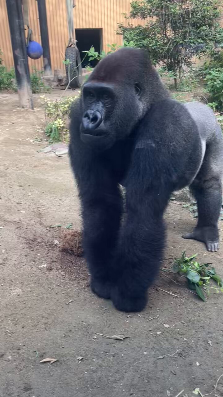 ODYSSEYFZGSDDJFLX10CW ゴリラになります ゴリラ🦍 – търсене / X