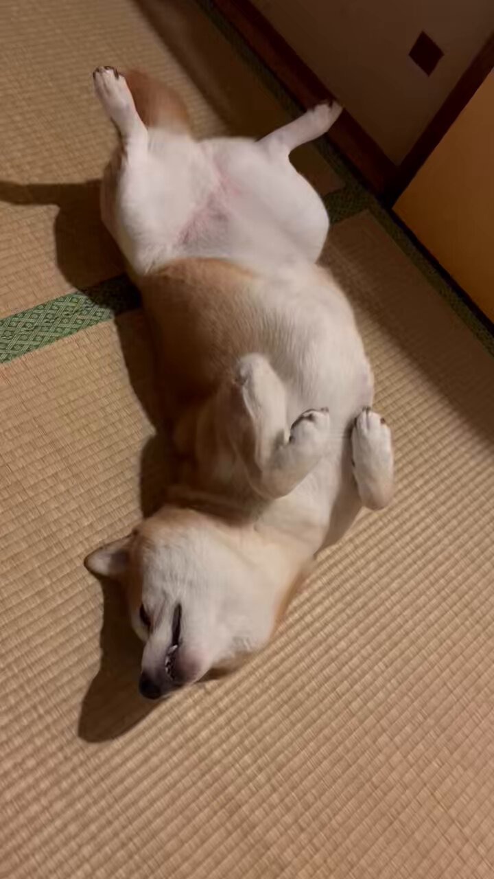 柴犬 りん (@rin__shibaken) / X