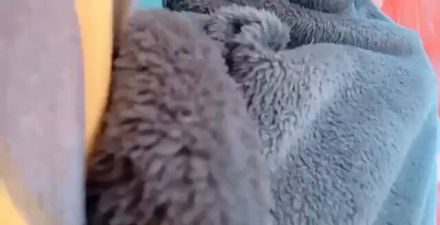 Video oleh @yumyumekoo