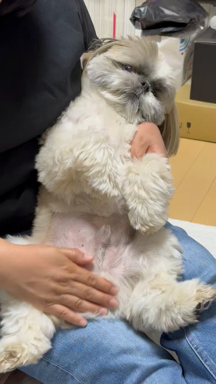 シーズー様 関西でシーズーの子犬を探す（2ページ目）｜ブリーダーナビ