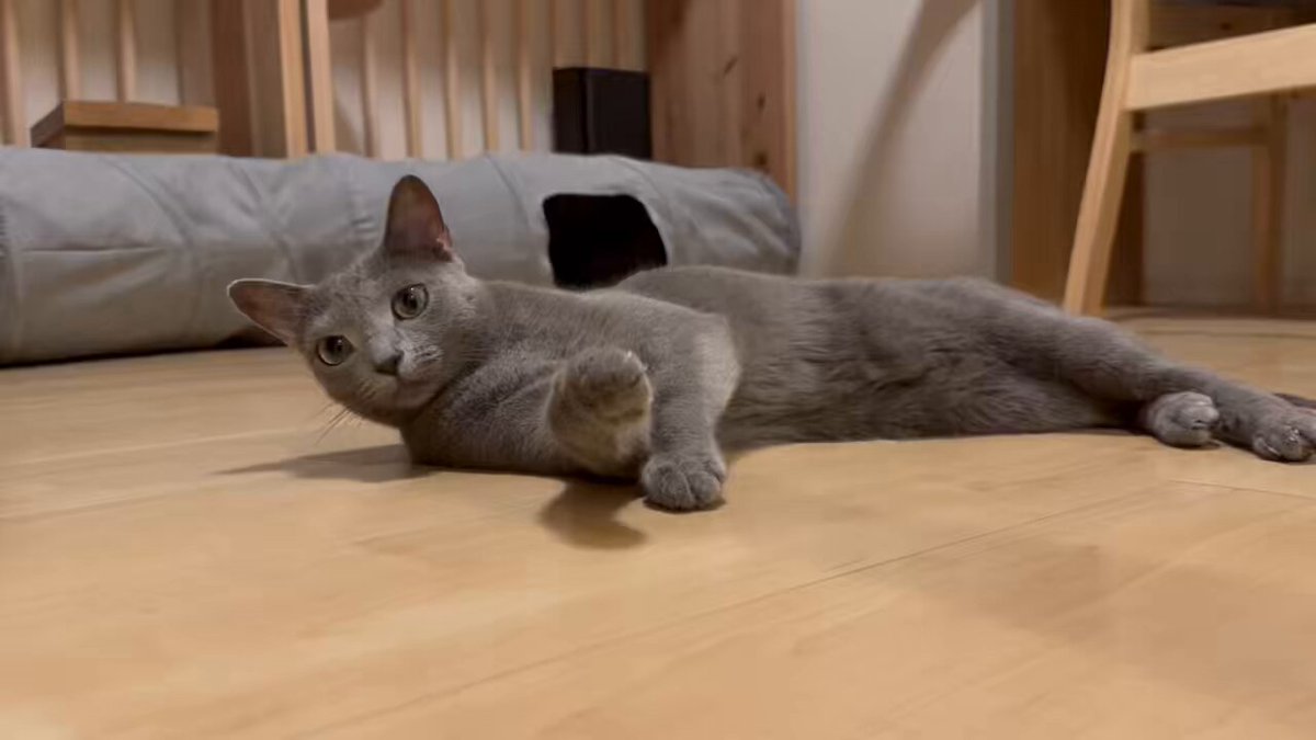 ねこ⭐︎° Amazon | 新東北化学工業 猫砂 フォーキャットラクラクサンド 4L