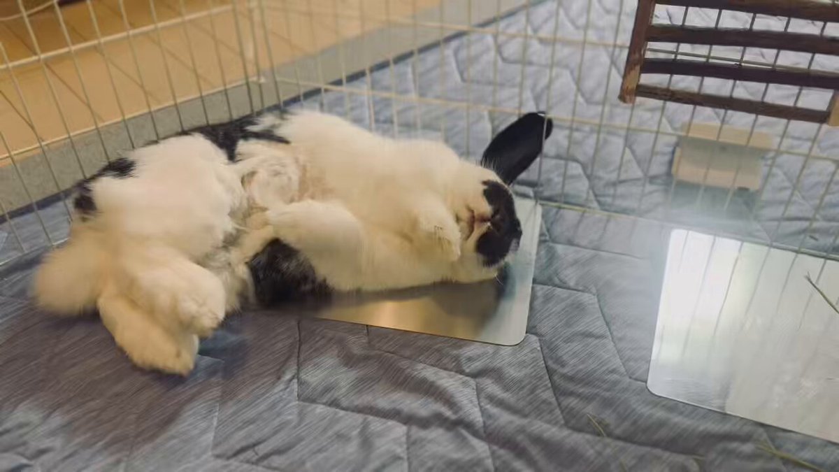 ♡うさぎ様ご確認♡ 飼い主を警戒中 | うさぎのふうた