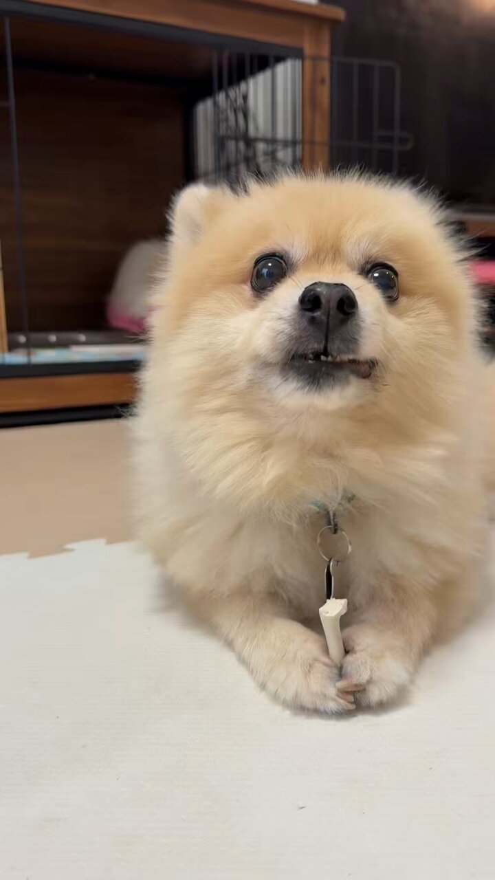 ポメラニアンの人様 ポメラニアンの若様 (@pomeranian_waka) / X