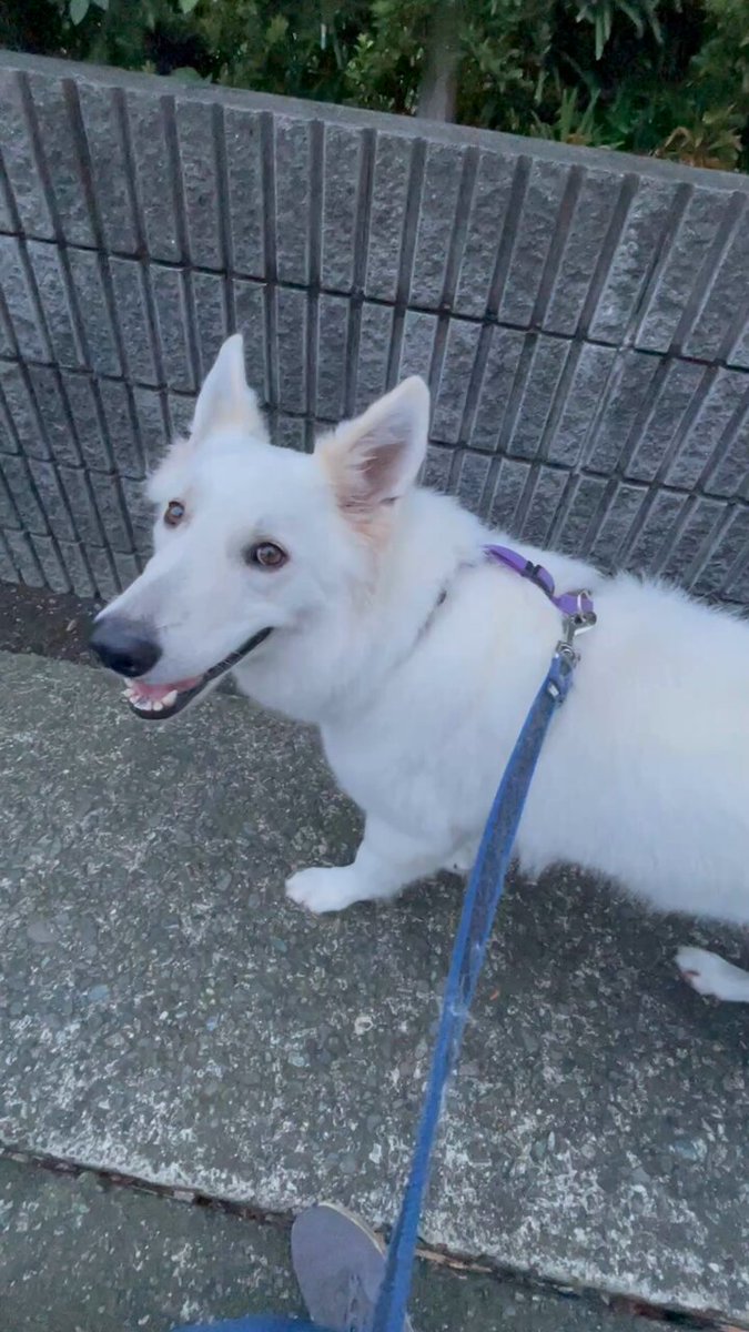 白い犬アレックス (@alexthe3rd1204) / X